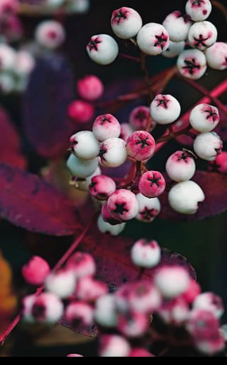 Ready to Ship - Winter Berries